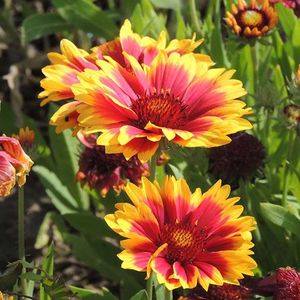 Gaillardia Goblin Dwarf (Fluturas Pitic) – 13.2 lei; Seminte de Gaillardia Goblin Dwarf (Fluturas Pitic) – circa 100 seminte/ plic – 13.2 lei
