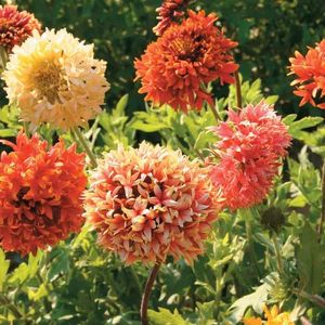 Gaillardia Pulchella Kings Double Mixed (Fluturasi) – 9.4 lei; Seminte de Gaillardia Pulchella Kings Double Mixed (Fluturasi) – circa 300 seminte/ plic - 9.4 lei
