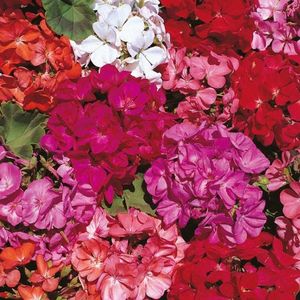 Geranium Country Garden (Muscata Anuala) - 11.8 lei; Seminte de Geranium Country Garden (Muscata Anuala) - circa 30 seminte/ plic - 11.8 lei
