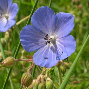 Geranium Pratense (Ciocul Berzei) – 10.5 lei; Seminte de Geranium Pratense – Meadow Crane’s Bill (Ciocul Berzei) – circa 50 seminte/plic – 10.5 lei
