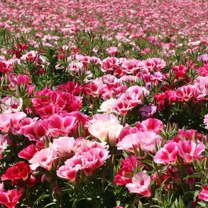 Godetia Dream Double Mixed (Azalee) – 9.2 lei; Seminte de Godetia Dream Double Mixed (Azalee) – circa 1500 seminte/ plic - 9.2 lei
