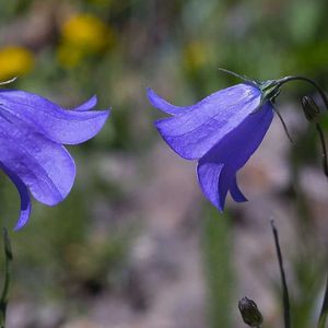 Harebell - Campanula Rotundifolia (Clopotei) - 10.2 lei; Seminte de Harebell - Campanula Rotundifolia (Clopotei) - circa 1000 seminte/ plic - 10.2 lei
