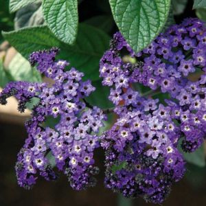 Heliotrope – Heliotropium Peruviana (Floare Vanilie) – 11.9 lei; Seminte de Heliotrope – Heliotropium Peruviana (Floare Vanilie) – circa 100 seminte/ plic – 11.9 lei
