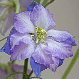 Larkspur Fancy Purple Picotee (Nemtisor) – 10.7 lei; Seminte de Larkspur Fancy Purple Picotee (Nemtisor) – circa 150 seminte/plic – 10.7 lei
