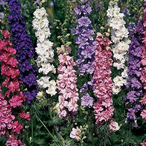 Larkspur Sublime Mixed (Nemtisor) - 11.1 lei; Seminte de Larkspur Sublime Mixed (Nemtisor) – circa 250 seminte/plic – 11.1 lei
