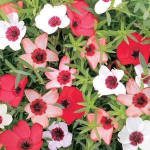 Linum Charmer Mix (In Decorativ) - 12.3 lei; Seminte de Linum Charmer Mix (In Decorativ) - circa 375 seminte/ plic - 12.3 lei
