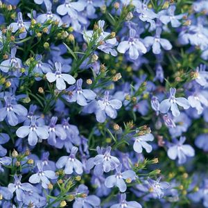 Lobelia Cambridge Blue (Lobelie Curgatoare) – 10.1 lei; Seminte de Lobelia Cambridge Blue (Lobelie Curgatoare) – circa 2500 seminte/plic – 10.1 lei
