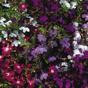 Lobelia Pendula Cascade Mix (Lobelie Curgatoare) – 10.0 lei; Seminte de Lobelia Pendula Cascade Mix (Lobelie Curgatoare) – circa 2500 seminte/ plic - 10.0 lei
