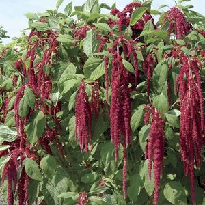 Love Lies Bleeding Amaranthus (Motul Curcanului) - 9.4 lei; Seminte de Love Lies Bleeding Amaranthus (Motul Curcanului) - circa 2200 seminte/ plic - 9.4 lei
