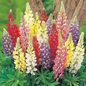 Lupin Russell Hybrids Mix (Cafeluta, Niprala) – 9.9 lei; Seminte de Lupin Russell Hybrids Mix (Cafeluta, Niprala) – circa 70 seminte/plic – 9.9 lei
