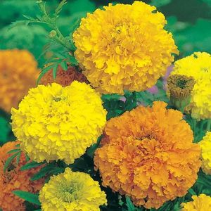 Marigold African Crackerjack (Craite) – 10.1 lei; Seminte de Marigold African Crackerjack (Craite) – circa 250 seminte/plic – 10.1 lei
