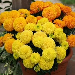 Marigold African Dune Mixed (Craite Mix) - 11.8 lei; Seminte de Marigold African Dune Mixed (Craite Mix) - circa 50 seminte/ plic - 11.8 lei
