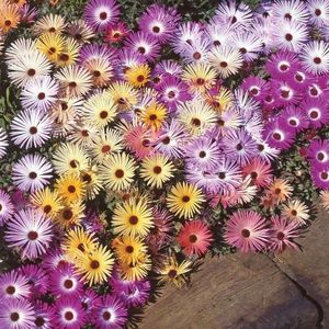 Mesembryanthemum Kings Sunshine Mix (Floare de Gheata) – 9.4 lei; Seminte de Mesembryanthemum Kings Sunshine Mix (Floare de Gheata) – circa 325 seminte/ plic - 9.4 lei
