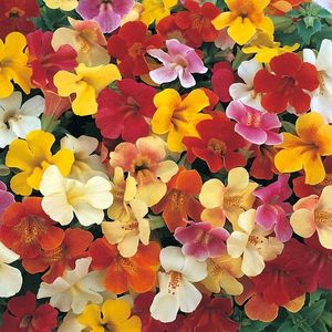 Mimulus Magic Mixed F1 (Floarea Maimuta) – 11.2 lei; Seminte de Mimulus Magic Mixed F1 (Floarea Maimuta) – circa 60 seminte/plic – 11.2 lei
