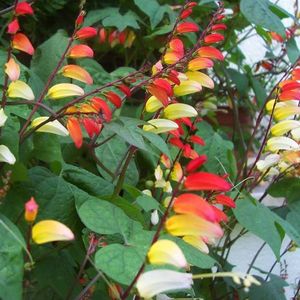Mina Lobata Exotic Love (Steagul Spaniol) –  11.2 lei; Seminte de Mina Lobata Exotic Love (Steagul Spaniol) – circa 20 seminte/plic – 11.2 lei
