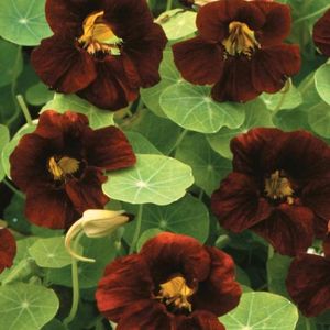 Nasturtium Black Velvet (Conduras) - 11.7 lei; Seminte de Nasturtium Black Velvet (Conduras) - circa 30 seminte/ plic - 11.7 lei

