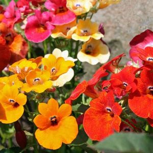 Nemesia Carnival Mixed – 9.6 lei; Seminte de Nemesia Carnival Mixed – circa 650 seminte/ plic - 9.6 lei
