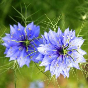Nigella Miss Jekyll (Negrilica) – 9.6 lei; Seminte de Nigella Miss Jekyll (Negrilica) – circa 500 seminte/ plic - 9.6 lei
