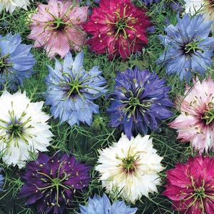 Nigella Persian Jewels Mixed (Negrilica) –  9.8 lei; Seminte de Nigella Persian Jewels Mixed (Negrilica) – circa 500 seminte/plic – 9.8 lei
