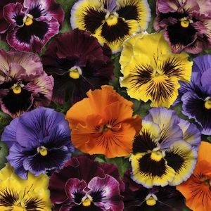 Pansy Frizzle Sizzle Mixed (Panselute) - 12.3 lei; Seminte de Pansy Frizzle Sizzle Mixed (Panselute) - circa 25 seminte/ plic - 12.3 lei
