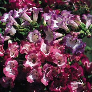Penstemon Giant Hybrids (Degetar) – 11.2 lei; Seminte de Penstemon Giant Hybrids (Degetar) – circa 1000 seminte/plic – 11.2 lei
