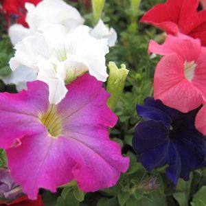 Petunia Trumpet Rainbow Mixed (Petunie) - 10.8 lei; Seminte de Petunia Trumpet Rainbow Mixed (Petunie) - circa 1150 seminte/ plic - 10.8 lei
