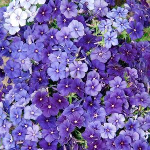 Phlox Moody Blues (Brumarele) – 11.5 lei; Seminte de Phlox Moody Blues (Brumarele) – circa 300 seminte/ plic – 11.5 lei
