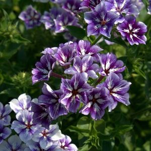 Phlox Sugar Stars (Brumarele) – 11.4 lei; Seminte de Phlox Sugar Stars (Brumarele) – circa 300 seminte/ plic – 11.4 lei

