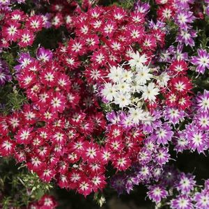 Phlox Twinkles (Brumarele) – 11.0 lei; Seminte de Phlox Twinkles (Brumarele) – circa 200 seminte/ plic – 11.0 lei
