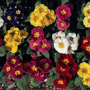 Polyanthus Regal Mixed (Primule) - 10.6 lei; Seminte de Polyanthus Regal Mixed (Primule) - circa 100 seminte - 10.6 lei
