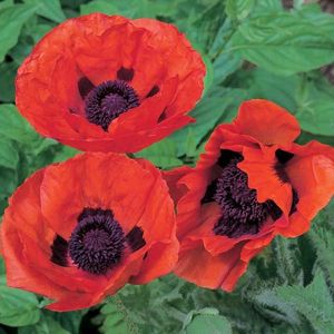 Poppy Brilliant (Mac Rosu Peren) –  9.2 lei; Seminte de Poppy Brilliant (Mac Rosu Peren) – circa 100 seminte/ plic - 9.2 lei
