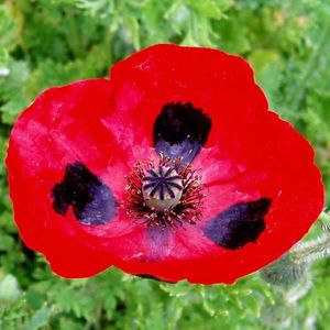 Poppy Ladybird (Mac Buburuza) –  9.2 lei; Seminte de Poppy Ladybird (Mac Buburuza) – circa 500 seminte/ plic - 9.2 lei
