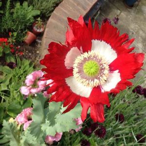 Papaver Victoria Cross (Mac) - 12 lei; Seminte de Papaver Victoria Cross (Mac) - circa 2000 seminte/ plic - 12 lei
