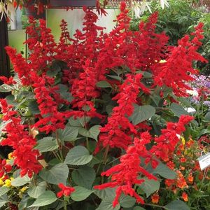 Salvia Blaze of Fire (Salvie Decorativa) – 10.2 lei; Seminte de Salvia Blaze of Fire (Salvie Decorativa) – circa 70 seminte/plic – 10.2 lei
