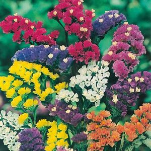 Statice Art Shades Mixed (Saraturica) – 10.2 lei; Seminte de Statice Art Shades Mixed (Saraturica) – circa 100 seminte/plic – 10.2 lei
