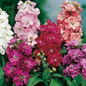 Stock Brompton Mixed (Micsunele, Mixandre) – 9.8 lei; Seminte de Stock Brompton Mixed (Micsunele, Mixandre) – circa 150 seminte/plic – 9.8 lei
