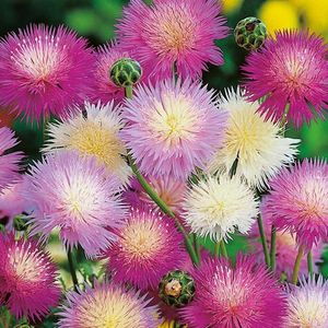 Sweet Sultan Mixed (Albastrele, Parfumas) - 9.9 lei; Seminte de Sweet Sultan Mixed (Albastrele, Parfumas) - circa 250 seminte/ plic - 9.9 lei
