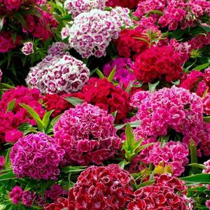 Sweet William Crown Double Mixed (Garofite) – 9.9 lei; Seminte de Sweet William Crown Double Mixed (Garofite) – circa 500 seminte/plic – 9.9 lei
