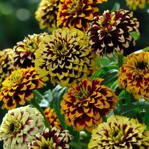 Zinnia Haageana Jazzy Mixture (Carciumarese) – 10.9 lei; Seminte de Zinnia Haageana Jazzy Mixture (Carciumarese) – circa 100 seminte/plic – 10.9 lei
