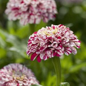 Zinnia Pop Art White and Red (Carciumarese Albe-Rosii) - 10.5 lei; Seminte de Zinnia Pop Art White and Red (Carciumarese Albe-Rosii) - circa 50 seminte/ plic - 10.5 lei
