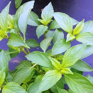 Basil Lemon (Busuioc Lamaios) – 10.9 lei; Seminte de Basil Lemon (Busuioc Lamaios) – circa 250 seminte/ plic – 10.9 lei

