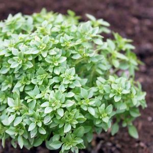 Basil Greek (Busuioc Grecesc) – 10.9 lei; Seminte de Basil Greek (Busuioc Grecesc) – circa 200 seminte/ plic – 10.9 lei
