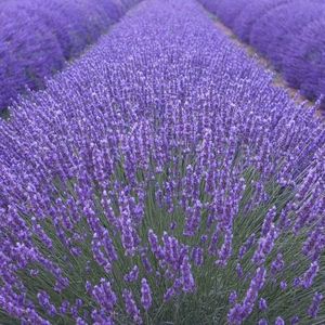 Lavender Mustead (Lavanda, Levantica) – 10.9 lei; Seminte de Lavender Mustead (Lavanda, Levantica) – circa 110 seminte/ plic – 10.9 lei
