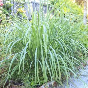 Lemon Grass (Citronela, Iarba Lamaioasa) – 10.9 lei; Seminte de Lemon Grass (Citronela, Iarba Lamaioasa) – circa 300 seminte/ plic – 10.9 lei
