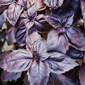 Basil Purple (Busuioc Mov) – 10.9 lei; Seminte de Basil Purple (Busuioc Mov) – circa 300 seminte/ plic – 10.9 lei
