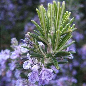 Rosemary (Rozmarin) – 10.9 lei; Seminte de Rosemary (Rozmarin) – circa 100 seminte/ plic – 10.9 lei
