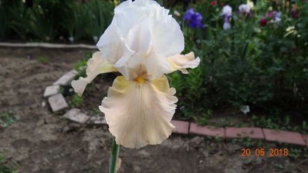 Apricot Frosty