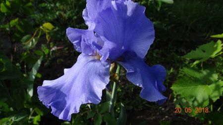 Blue Temptation