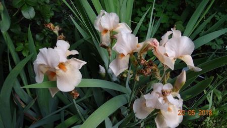 de la Anthesis :) Eduard of Windsor