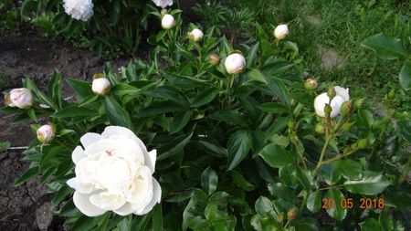 Gardenia